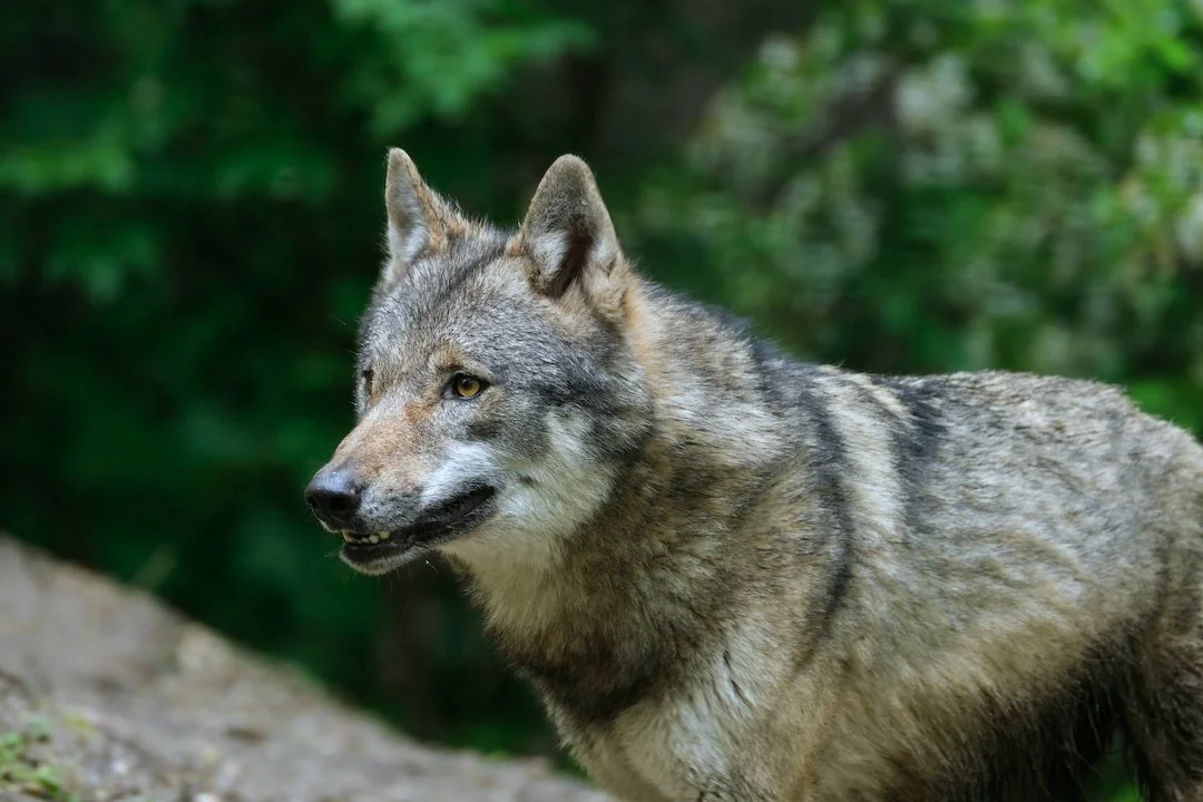 Wolf Lebenserwartung Deutschland: Fakten zu Alter, Sinne und Jagdfähigkeiten Wolf Lebenserwartung Deutschland: Fakten zu Alter, Sinne und Jagdfähigkeiten