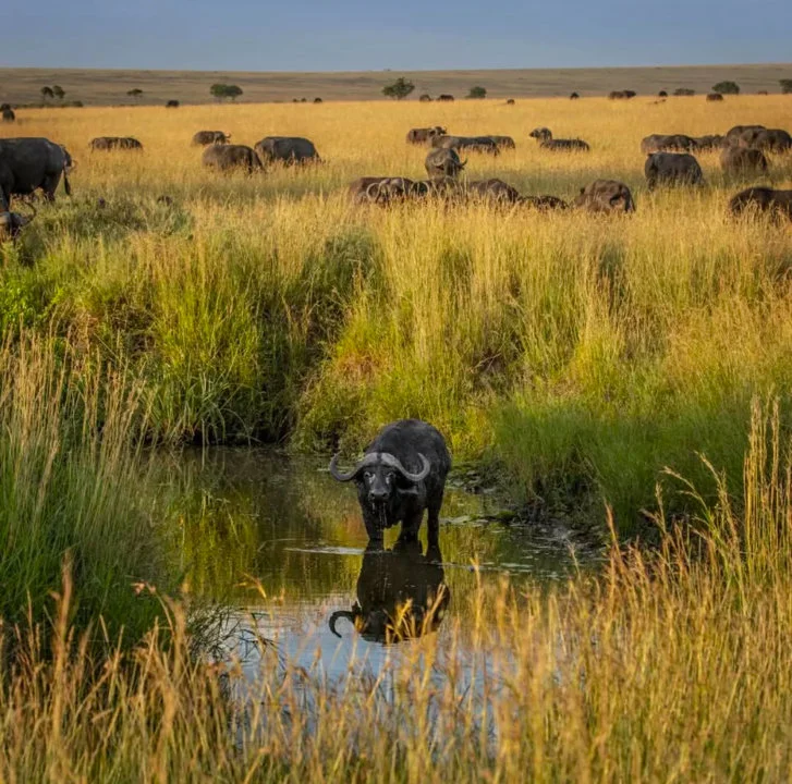 African Game Animals list: A Concise Field Guide

Africa boasts incredible biodiversity, and a significant part of its appeal lies in its diverse game animals. This list 