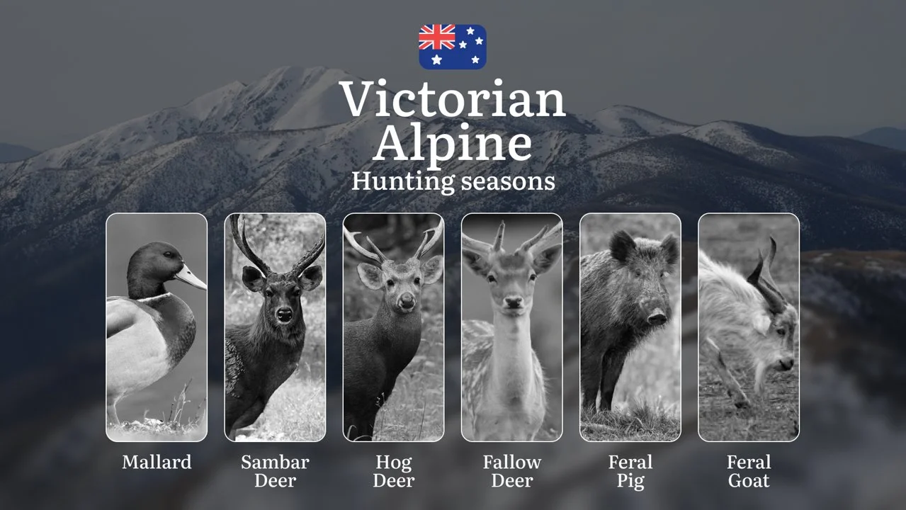 Alpine Hunter's Calendar: Mastering Victoria's Mountain Seasons for Sambar, Deer & High Country Game

Hunting Regulations & Seasonal Framework in Victorian Alpine

The Vi