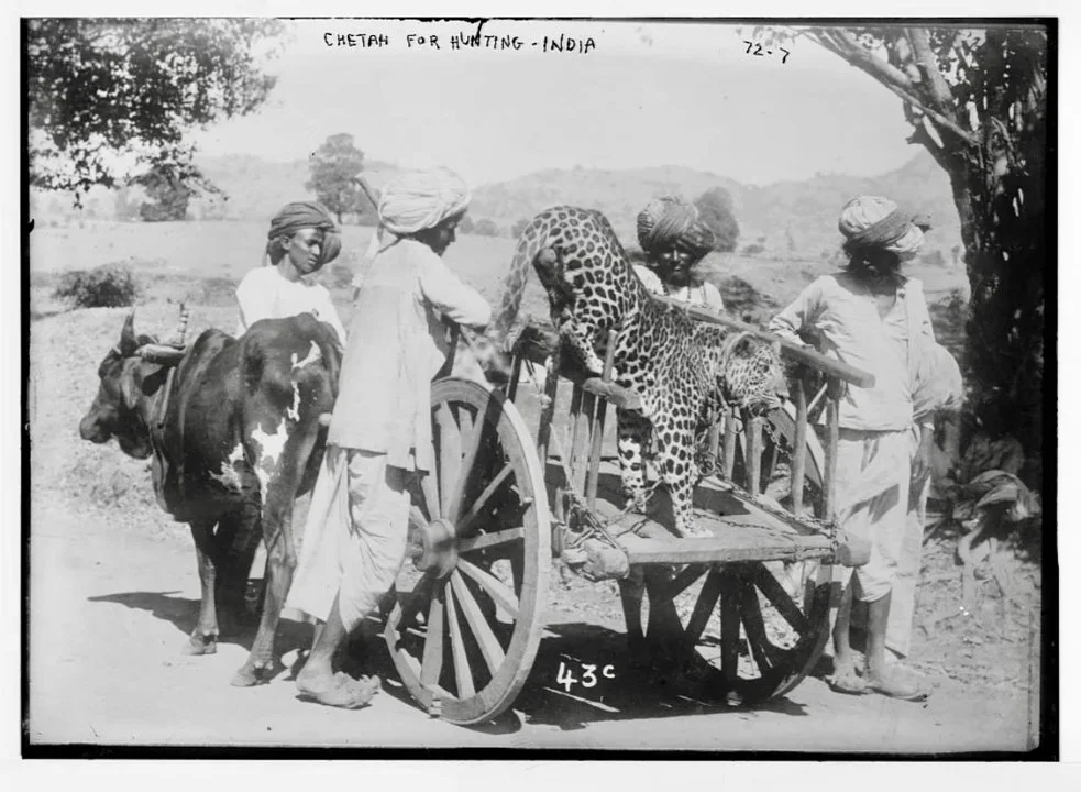 The Cheetah Hunt in India: When Royalty Ran with the Fastest Predator on Earth  