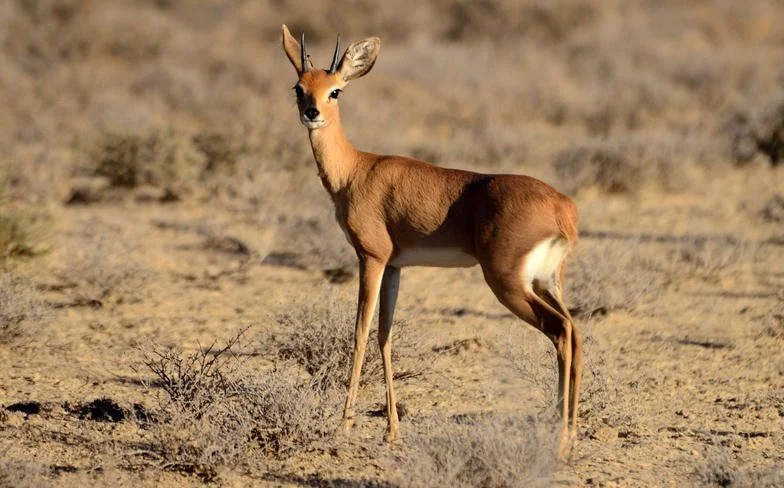 Vaalkuil (Klipspringer) (Raphicerus campestris), 2 of 3