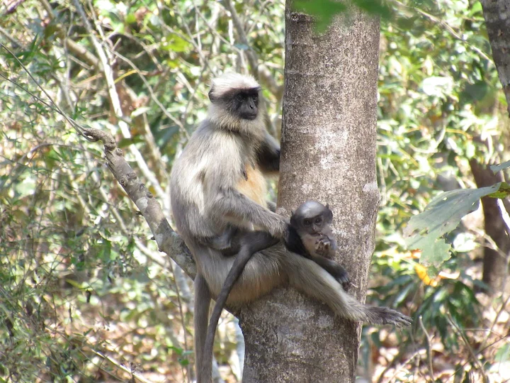 Bengaalse heilige langur