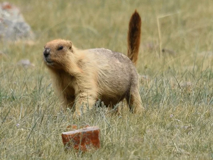 Baibacinamurmeltier (Marmota baibacina)