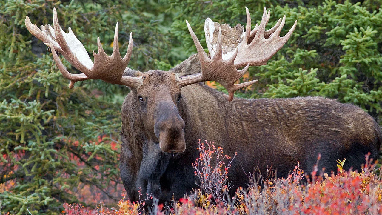 Der Elch, majestätisch und imposant, durchstreift die unberührten Wälder und Weiten der nordischen Landschaften. Mit seinen mächtigen Geweihen und der massiven Statur ver