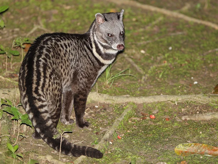 Maleisiese civetkat