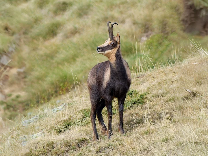 Pireneëse gems (Pireneëse steenbok) (Rupicapra pyrenaica), 2 of 3