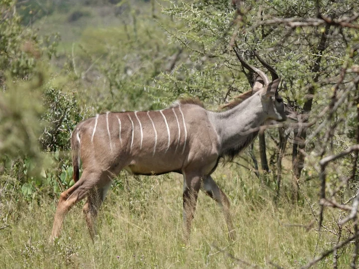 Groot koeëlappies (Chora-koeëlappies) (Tragelaphus strepsiceros chora), 3 of 3