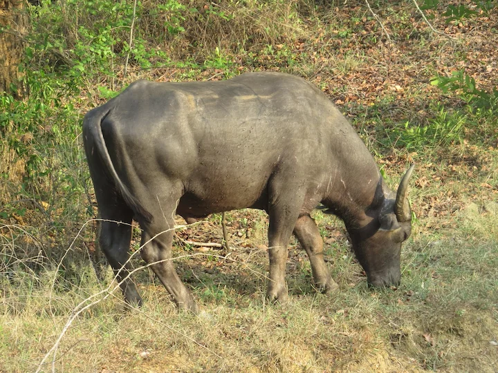 Wasserbüffel (Asiatischer Wasserbüffel) (Bubalus bubalis)