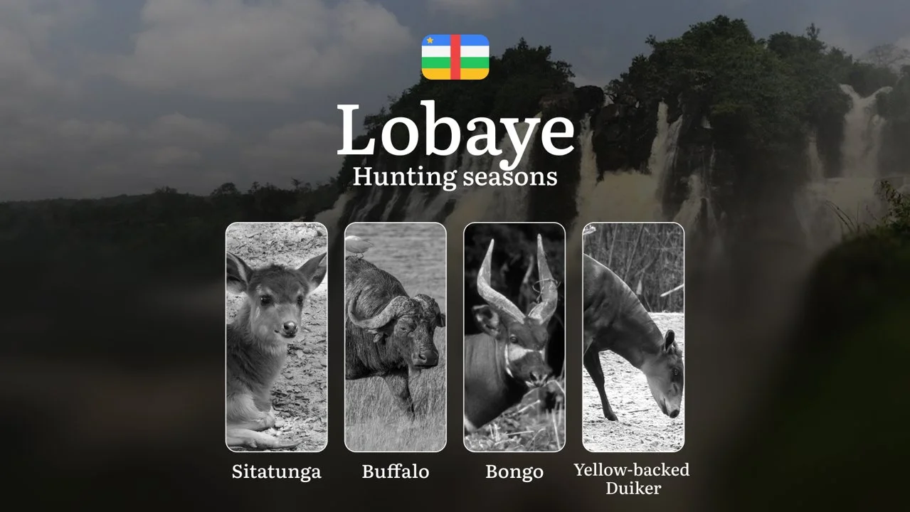 Hunting Laws and Seasons in Lobaye: General Hunting Rules, Permits, Restrictions & Time-Honored Events
General Hunting Rules and Seasons in Lobaye
The official hunting