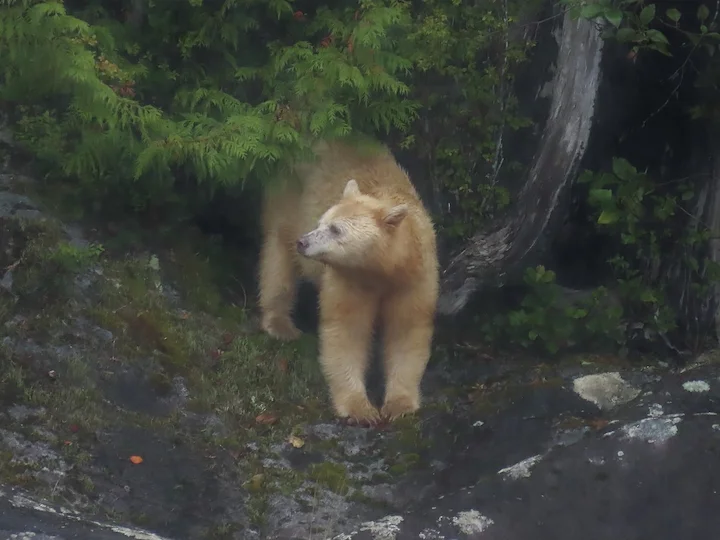 Կերմոդի արջ (Սպիտակ ոգոպումային արջ) (Ursus americanus kermodei), 3 of 3