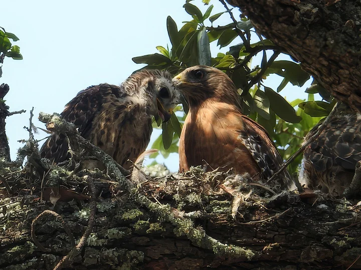 Bussardo (Buteo buteo)