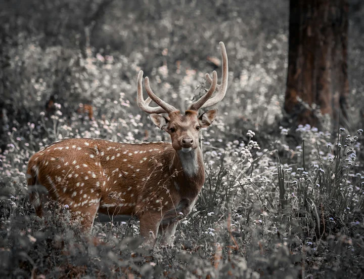 Sikawild: EU-Zwang bis 2027 für Jäger und Wildparks
Die neue EU-Verordnung stuft Sikahirsche als invasive Art ein und verpflichtet Jäger sowie Wildparks bis August 2027