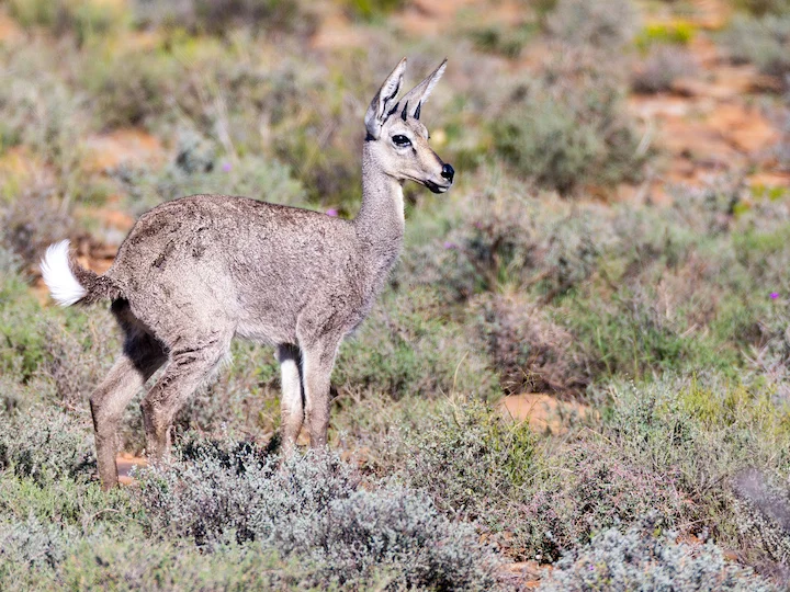 Rhebok grigio