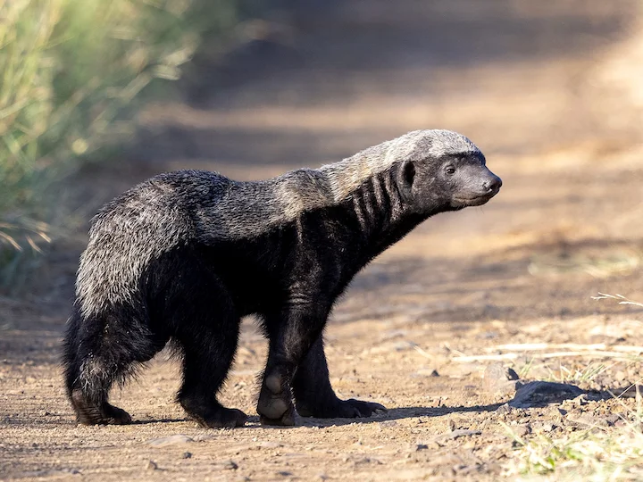 Ratel del Capo