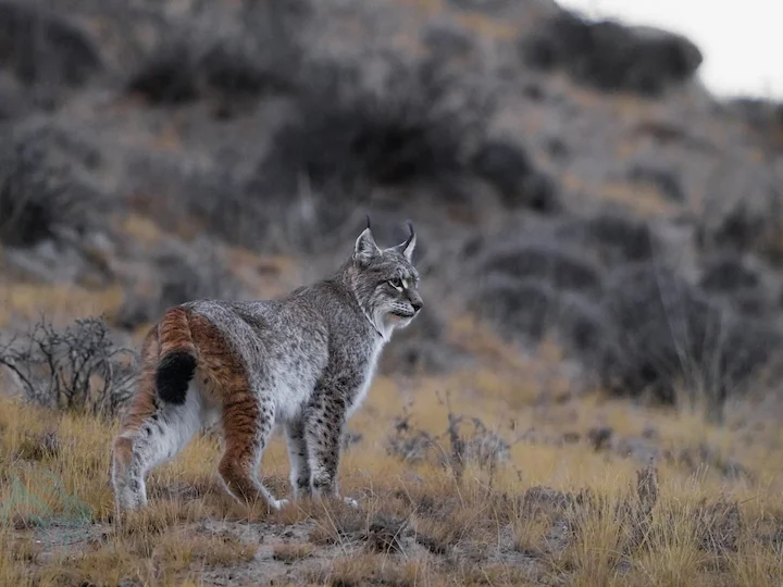 Иберийска рис (Изабелинова рис) (Lynx lynx isabellinus)
