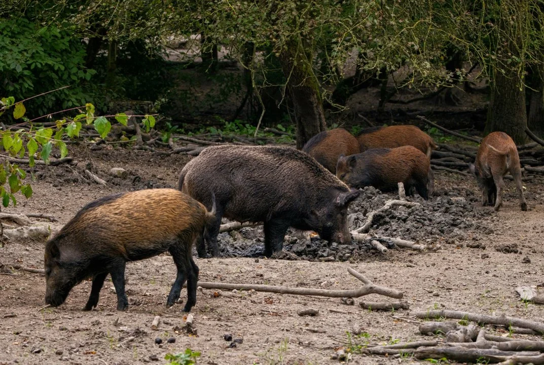 Peste Porcine Africaine: la filière du Gers en alerte et réclame l'élimination totale des sangliers
La découverte de foyers de Peste Porcine Africaine (PPA) aux portes