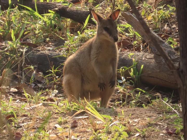 Agiele rooibok (Agiele kangoeroe)