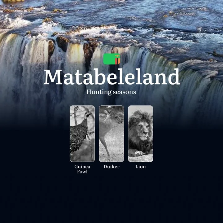 Lion Hunting in Matabeleland, Zambia: Seasons, Regulations, and Prime Times for the Ultimate Trophy Adventure