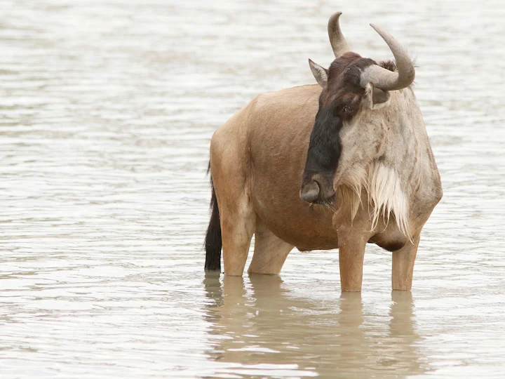 Weißbart-Gnus (Weißbärtiger Gnus) (Connochaetes taurinus albojubatus)