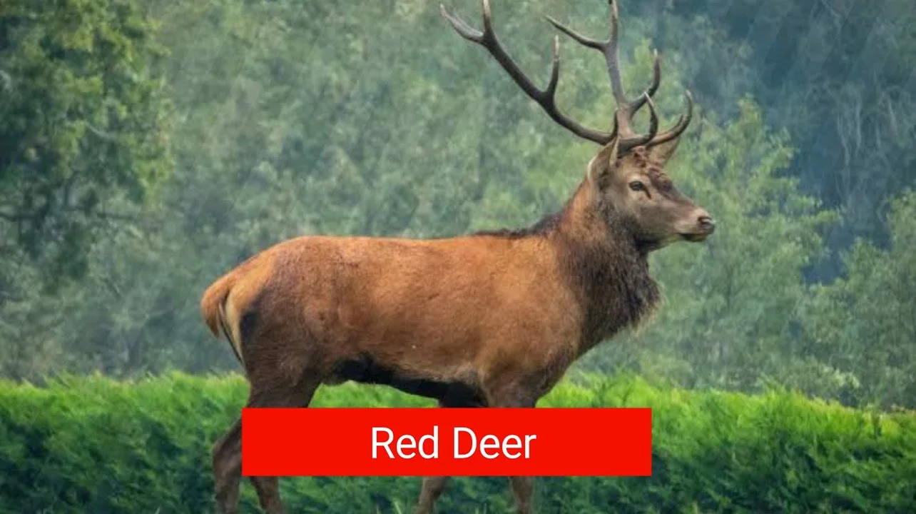 Top 5 der meistgejagten Tiere in Österreich

Österreich ist ein Land mit einer reichen Tierwelt, von alpinen Wäldern bis zu weiten Ebenen, und viele seiner Tierarten werd