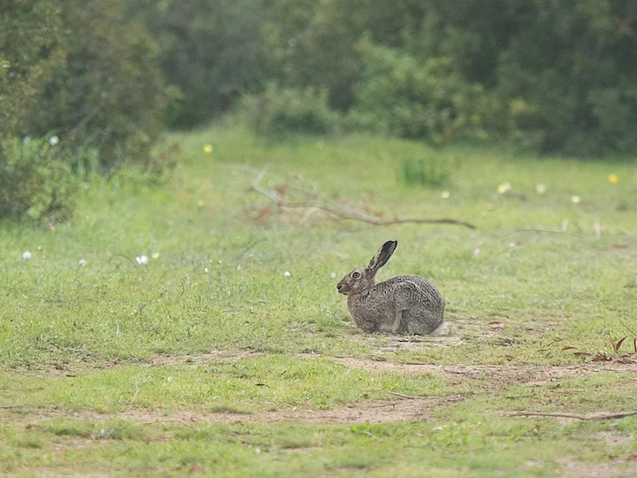Եվրոպական ճագար (Կիպրոսյան ճագար) (Lepus europaeus cyprius), 3 of 3