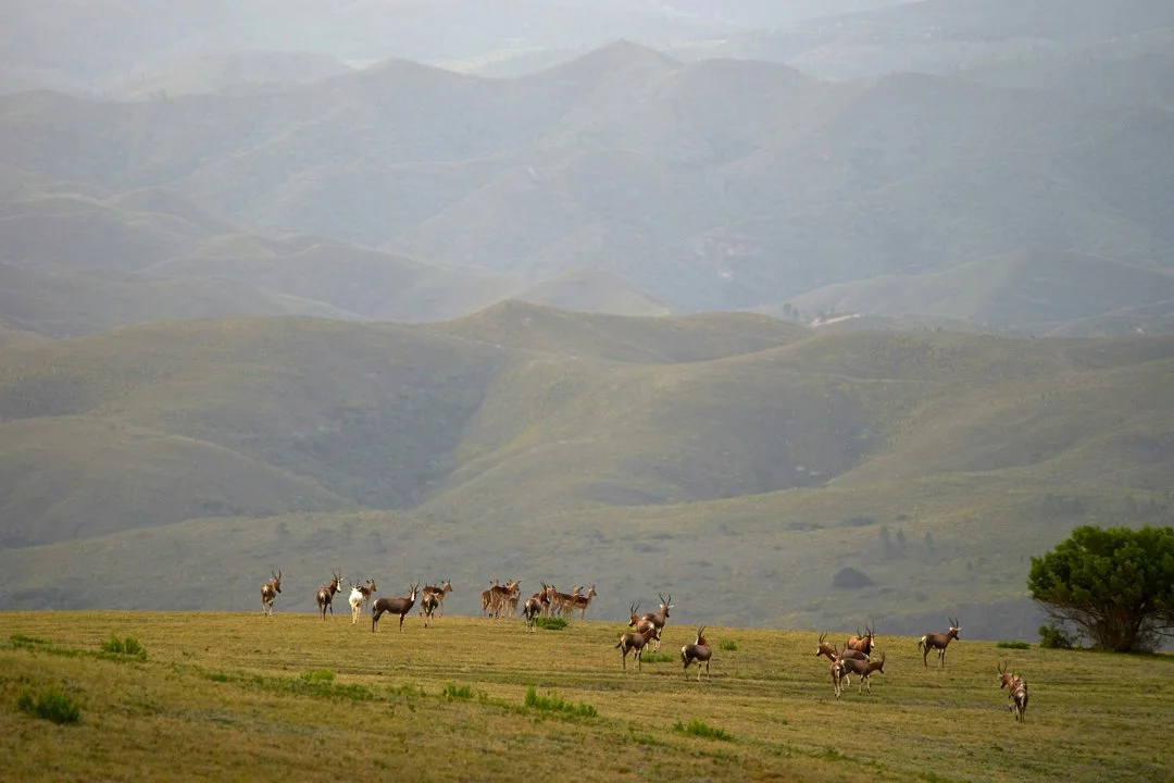 Övörkhangai Province, Mongolia: Demographics, Associations and Clubs, Laws and Hunting Seasons
Uvurkhangai Province, located in central Mongolia, is a prime destination
