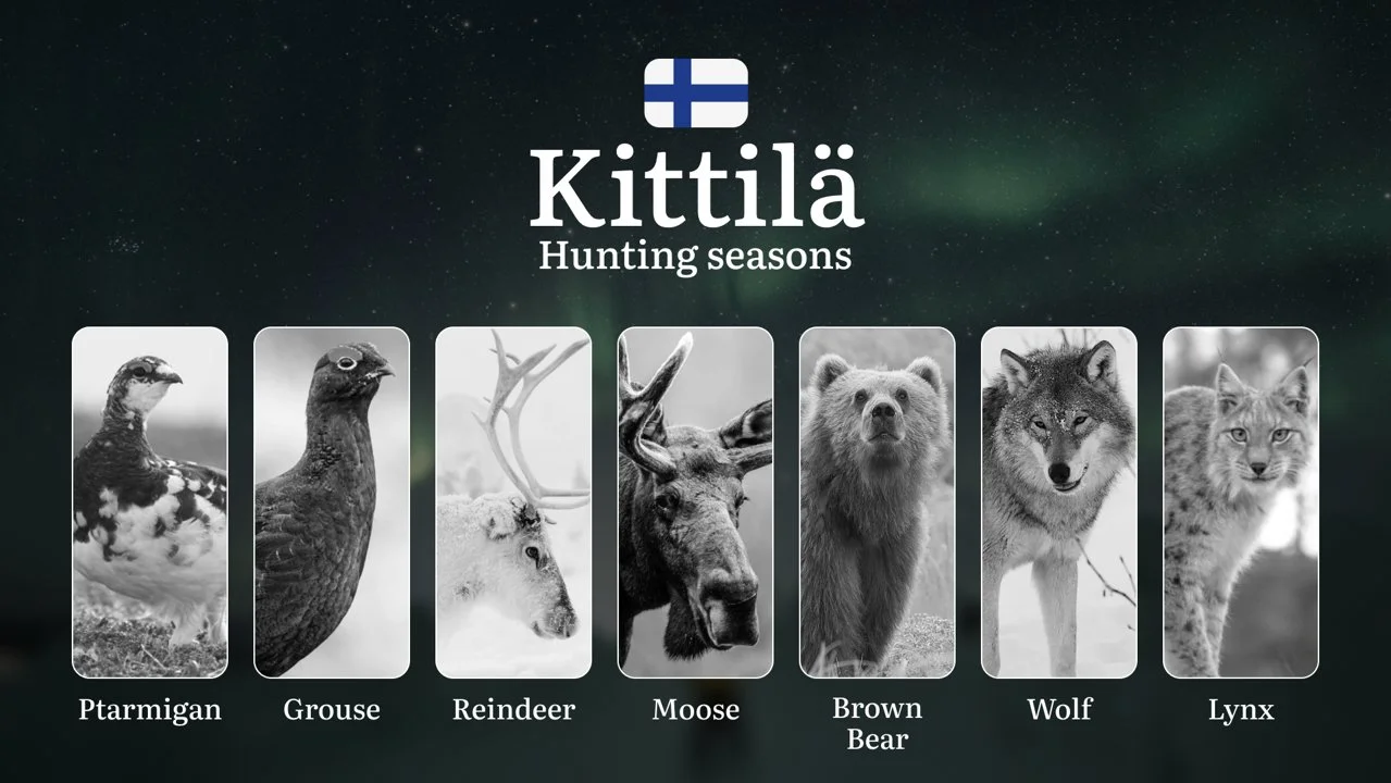 Hunting Seasons in KITTILÄ: Key Periods, Licensing Requirements, Smart Strategies, Restrictions and Conservation Measure…