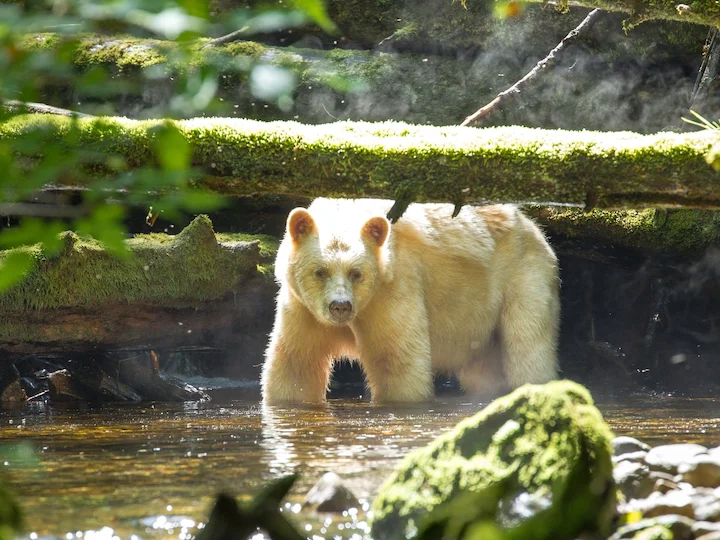 Կերմոդի արջ (Սպիտակ ոգոպումային արջ) (Ursus americanus kermodei), 2 of 3