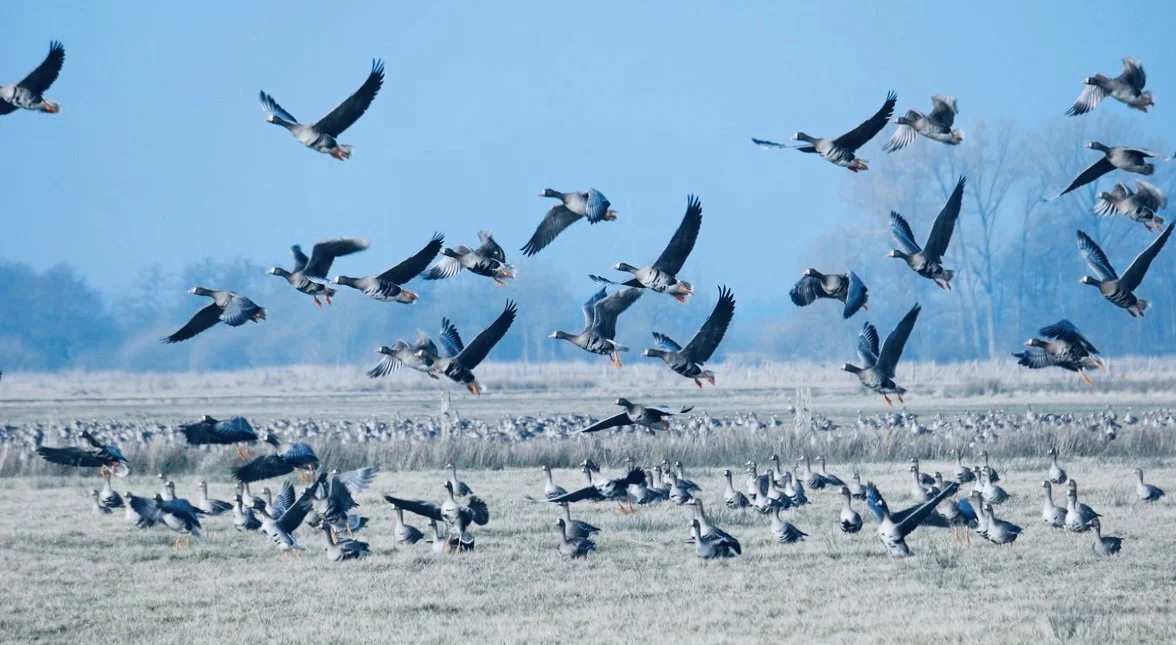 Thousands of Geese Eclipse the Harvest in Finland that is a silent invasion.