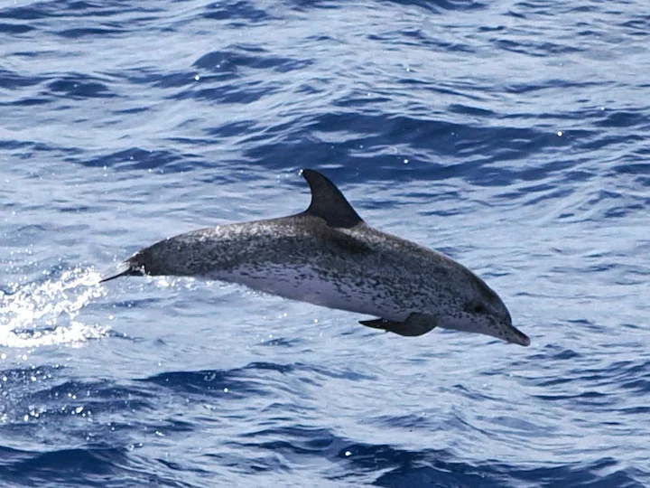 Atlantiese gevlekte dolfyn