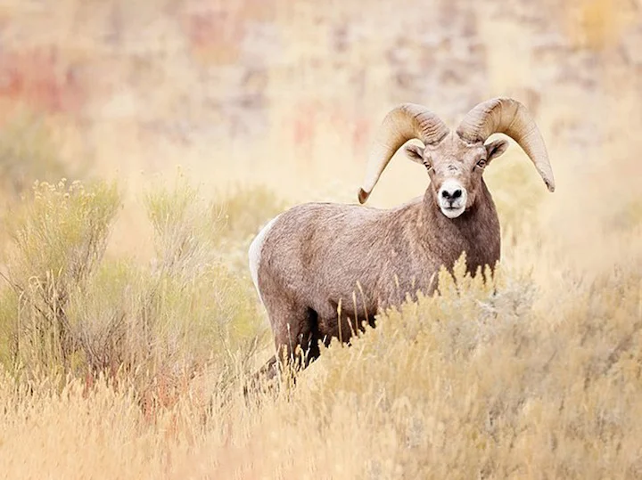 Bighoornskape (Kaliforniese bighoornskape) (Ovis canadensis californiana), 2 of 3