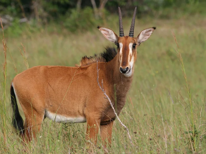 Ռուզվելտի հիպոտրագ (Սև հիպոտրագ) (Hippotragus niger roosevelti), 3 of 3