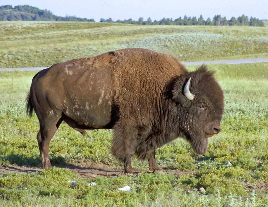 Բիզոն (Ամերիկյան բիզոն) (Bison bison bison), 3 of 5