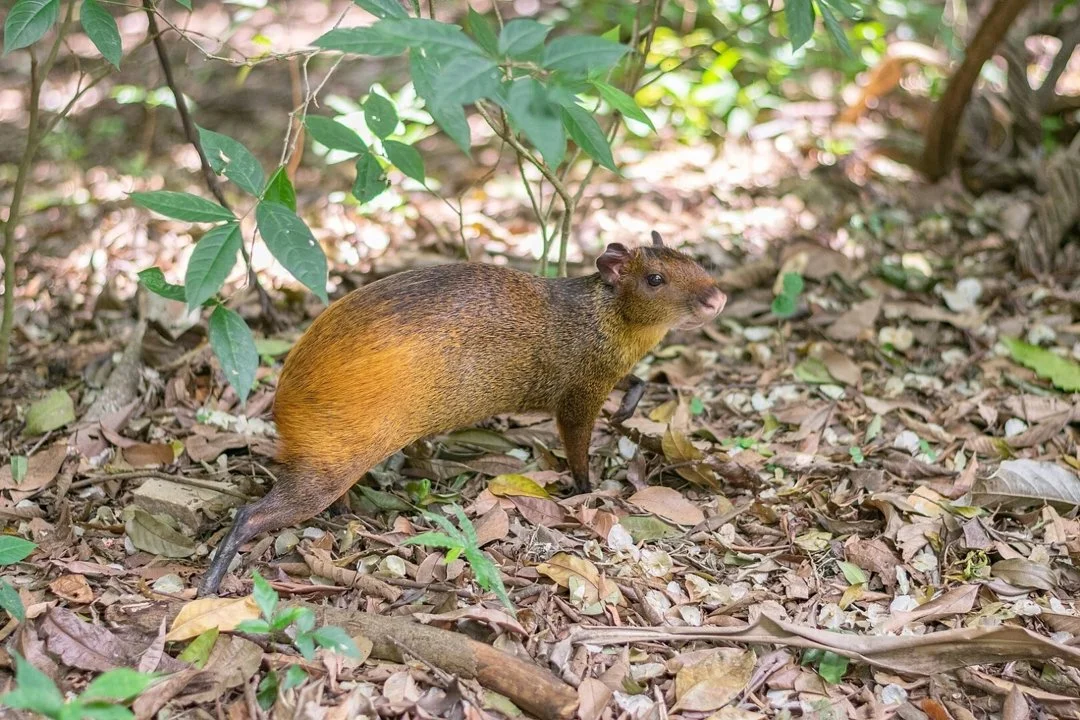 Ագուտի (Կարմիր ագուտի) (Dasyprocta leporina), 2 of 2