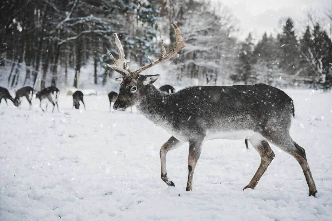 Wild im Schnee: Mythen und Fakten