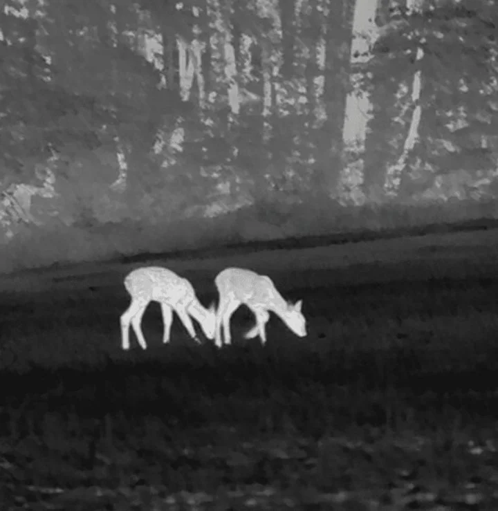 Thermal Imaging Transforms Deer Control in Australia’s Bush Capital