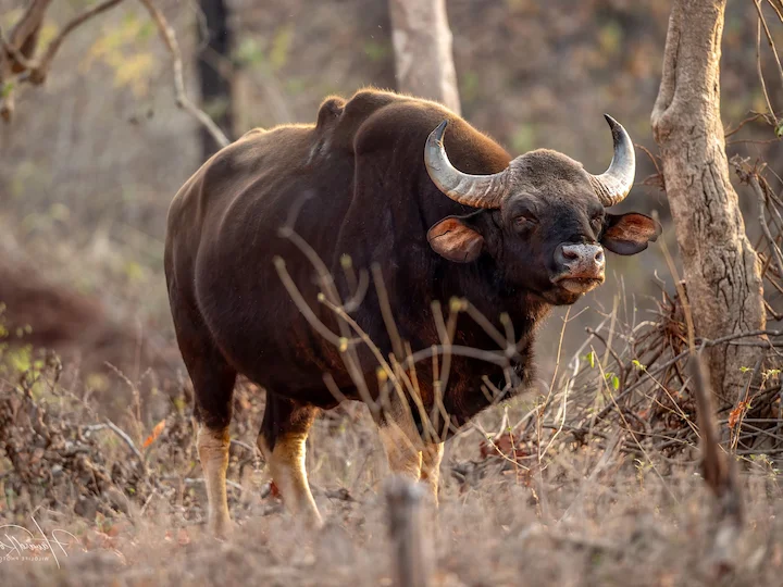 Gaur (Indiese bison) (Bos gaurus), 2 of 3