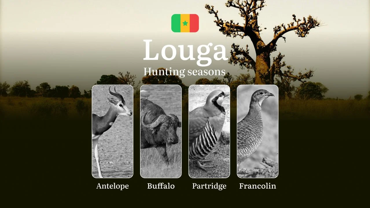 Hunting Seasons in LOUGA Region, Senegal: Hunting Periods, Licences, Rules and the Time for Hunting
