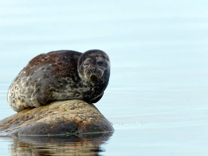 Ringed Seal (Pusa hispida)