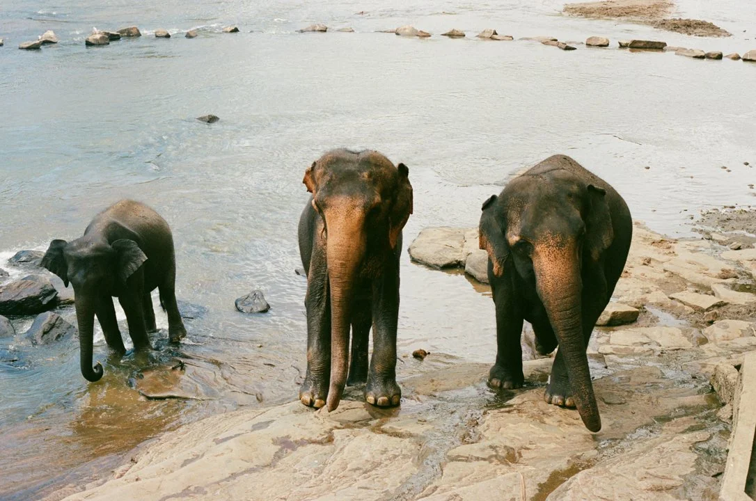 Hunting in Zou: A Comprehensive Guide for Hunters – Exploring Opportunities, Challenges, and Conservation Efforts (PART 1)
Nestled in central Benin, the Zou region offer