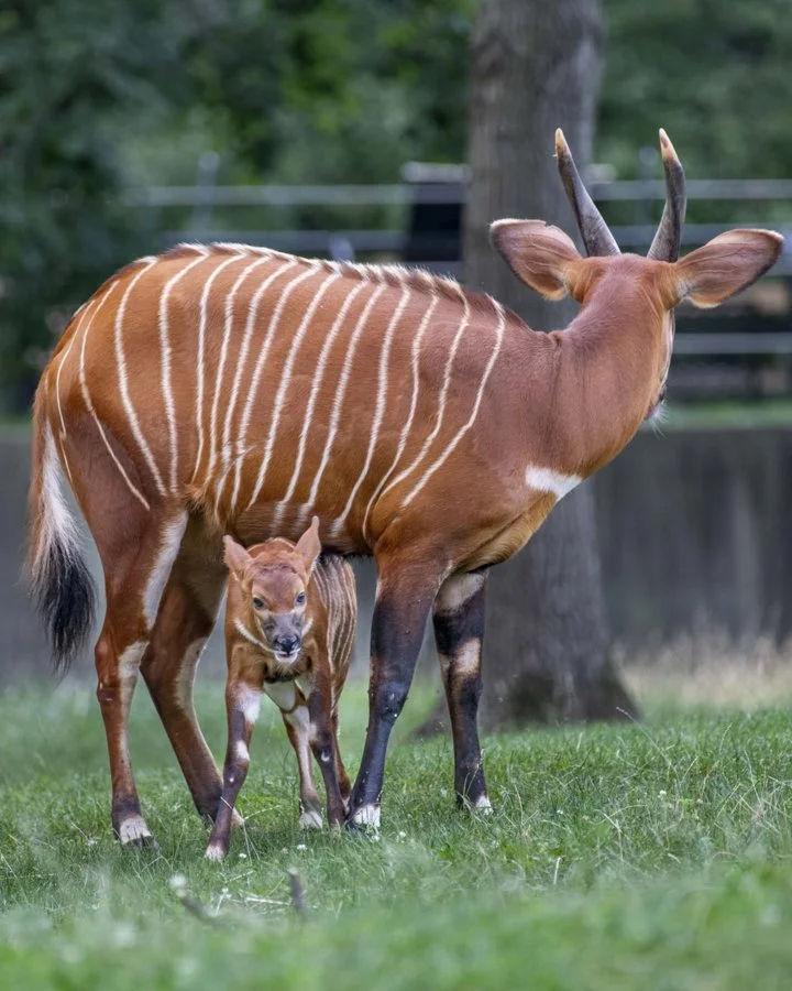 Բոնգո (Մեծ բոնգո) (Tragelaphus eurycerus), 4 of 4