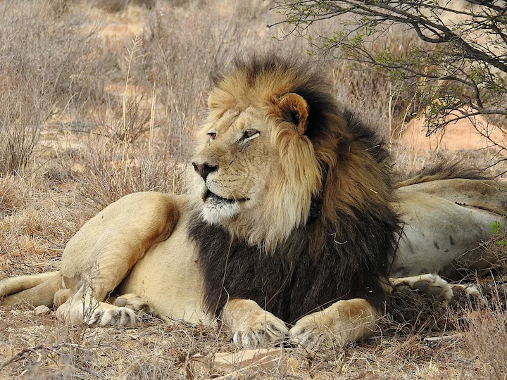 Löwe (Löwin) (Panthera leo)