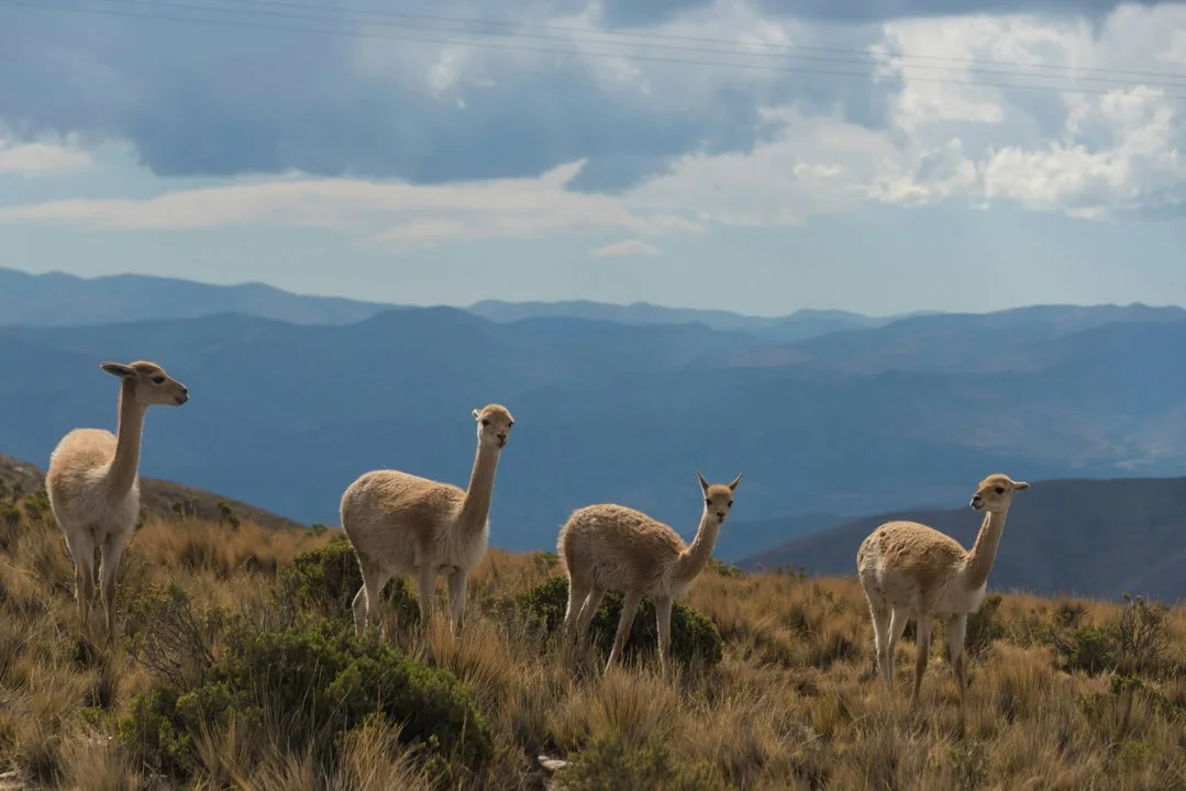 Caza en San Juan: Caza Responsable en Regiones Áridas de Precordillera con Potencial para Turismo Cinegético Sostenible Caza en San Juan: Caza Responsable en Regiones Áridas de Precordillera con Potencial para Turismo Cinegético Sostenible