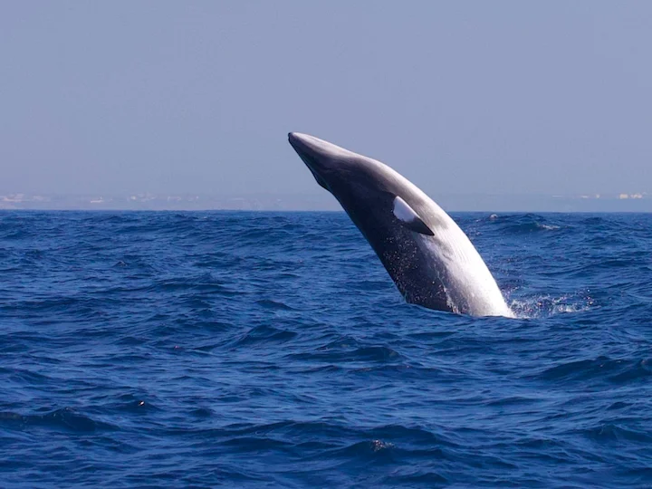 Minkeval (Spetsnosad val) (Balaenoptera acutorostrata)