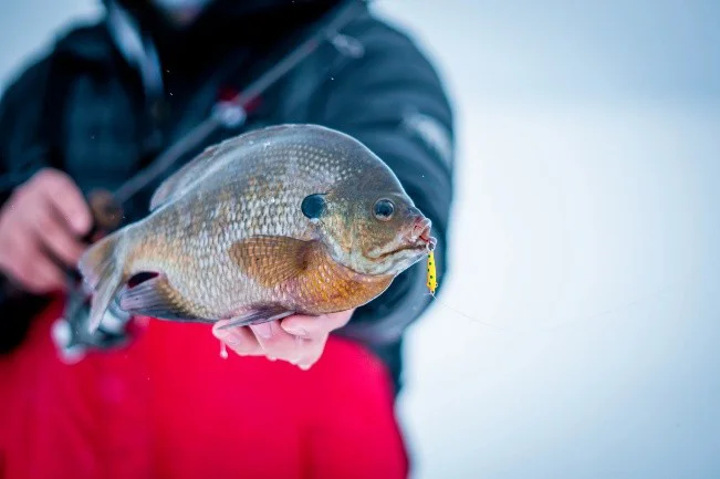 Vermont Fishing Regulations 2026 & Summer Fishing Reports: What Hunters and Anglers Need to Know