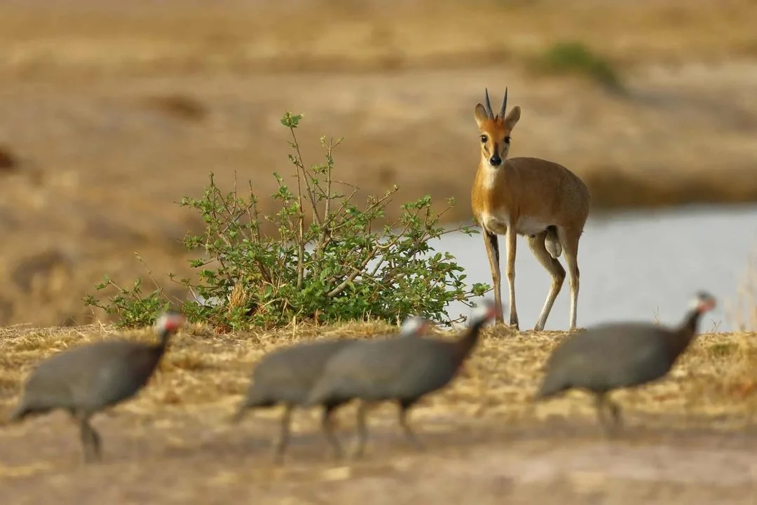 Vaalribbok (Grysribbok) (Sylvicapra grimmia), 2 of 3