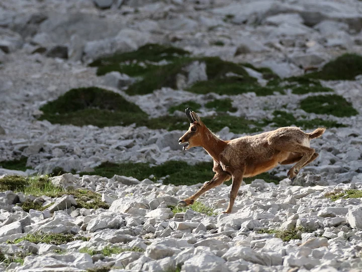 Cantabrian Chamois (Rupicapra pyrenaica parva)