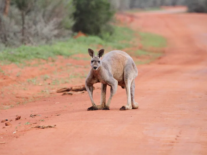 Roter Riesenkänguru (Roter Känguru) (Macropus rufus)