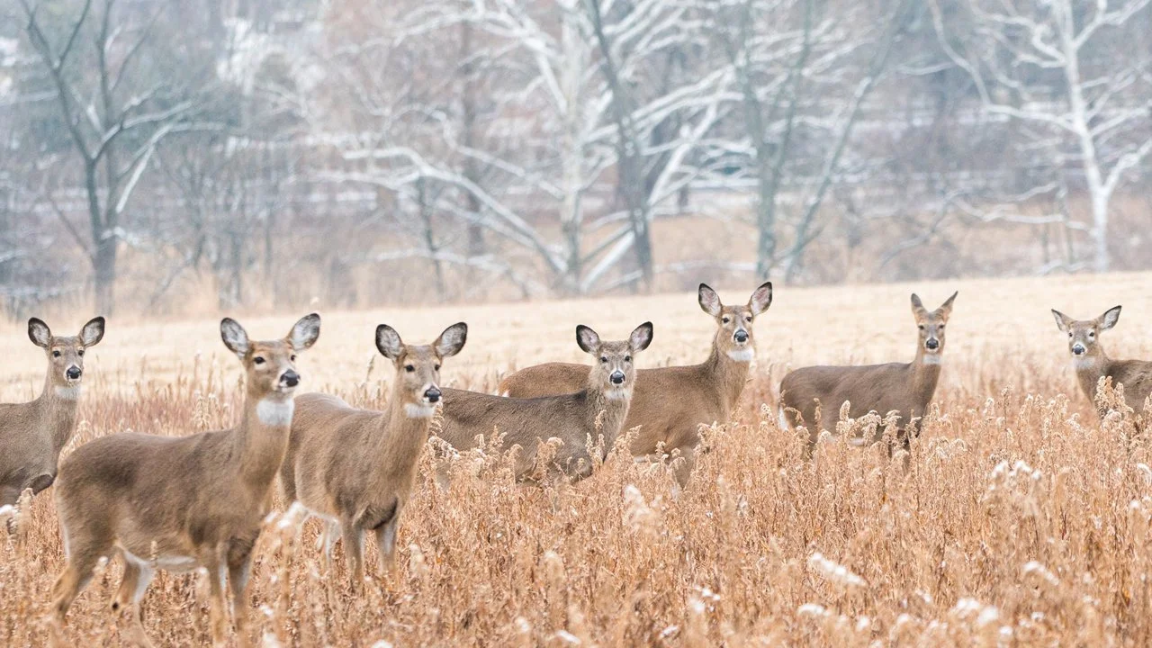 MassWildlife Proposes Major Deer Hunting Regulation Changes, Seeks Public Input at Virtual Hearings

WESTBOROUGH, Mass. — The Massachusetts Division of Fisheries and Wild