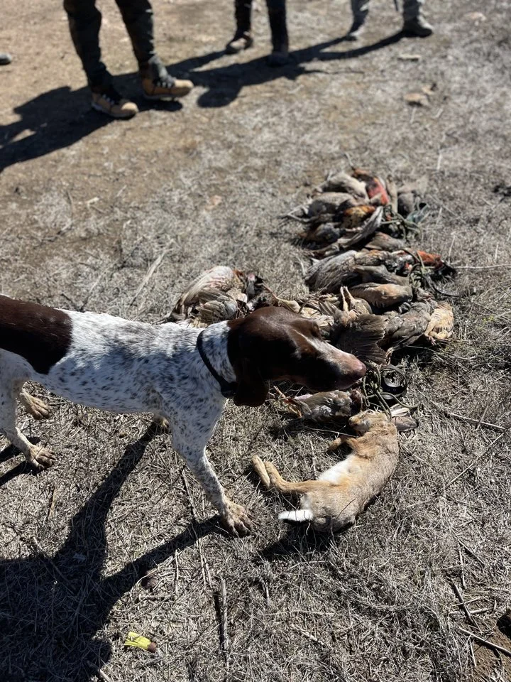Wild hare hunting Morocco: A Hunter’s Tale from the Wild Plains
I still remember the morning air—cool, dry, and laced with the scent of wild thyme. The sun hadn’t yet cr